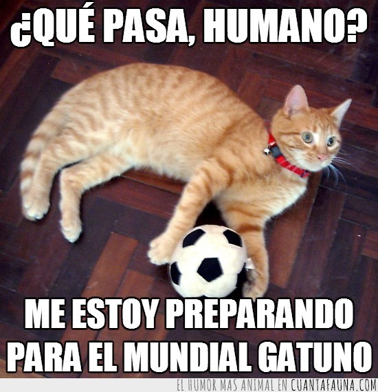 Gato,pelota,fútbol,mundial