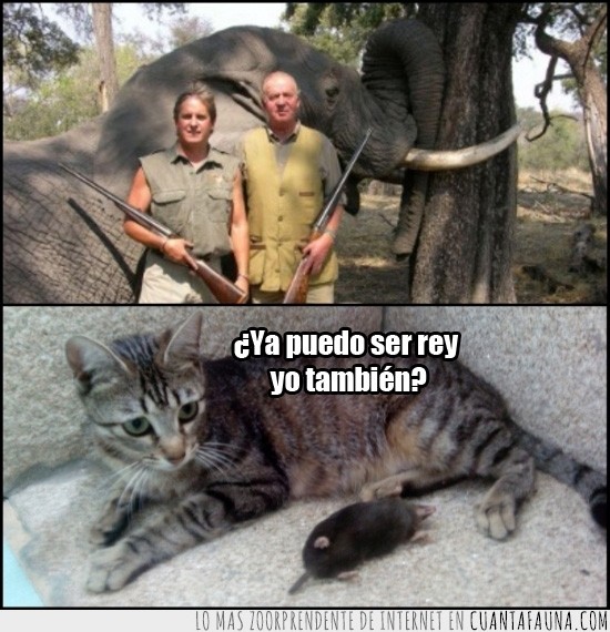 rey,juan carlos,elefante,cazador,gato,raton