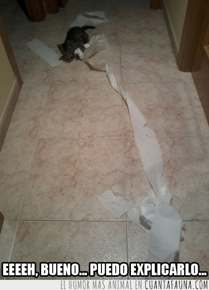 Gato,travieso,papel higiénico,Kyo,cachorro,jugar