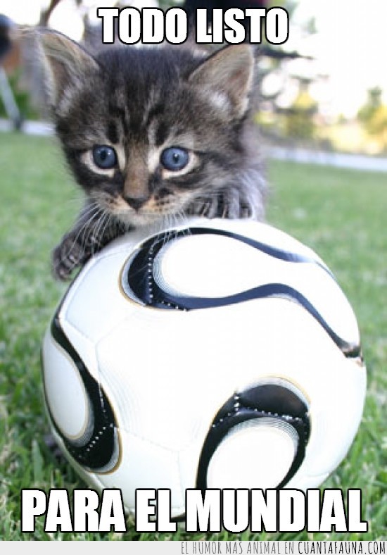 balon,mundial,gato,fútbol,pelota