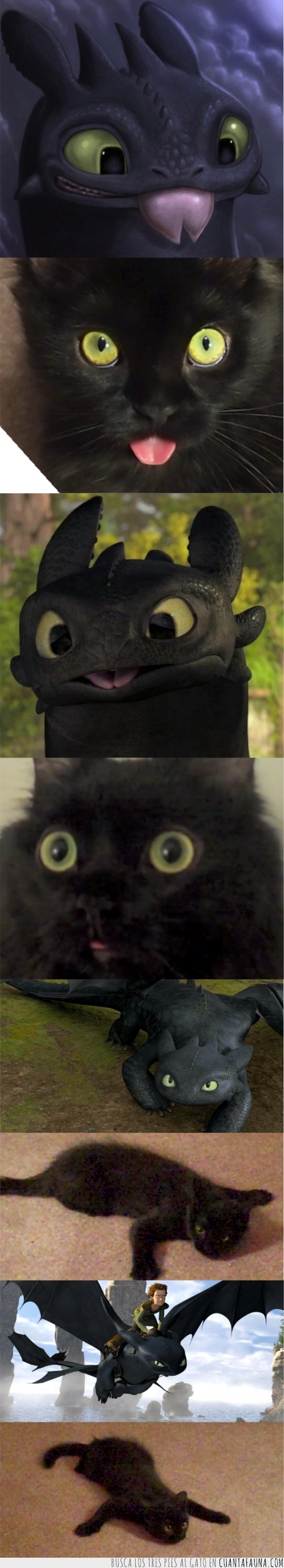 gato negro,Shorty and Kodi,como entrenar a tú dragon,desdentao