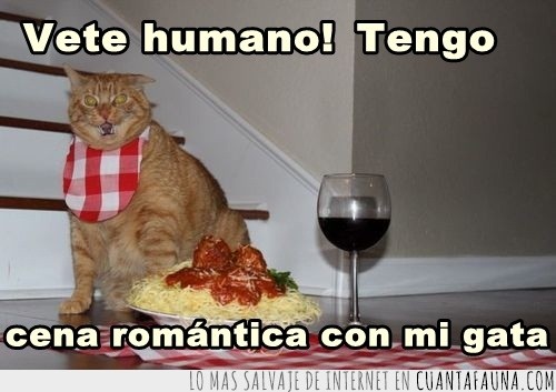 Gato,vino,copa,cena,romántico