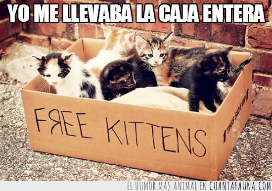 gatitos,adopta,bonitos,caja,gratis,adoptar