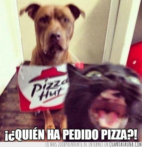 efadado,pizza,gato,loco,perro,pizza hut