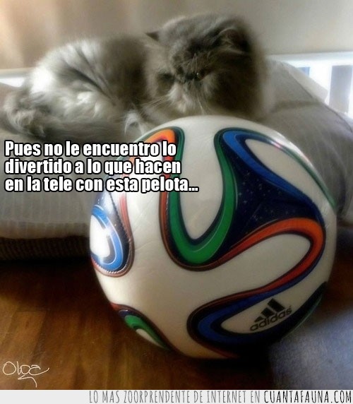 brazuca,pelota,Gato,fútbol,mundial,balón