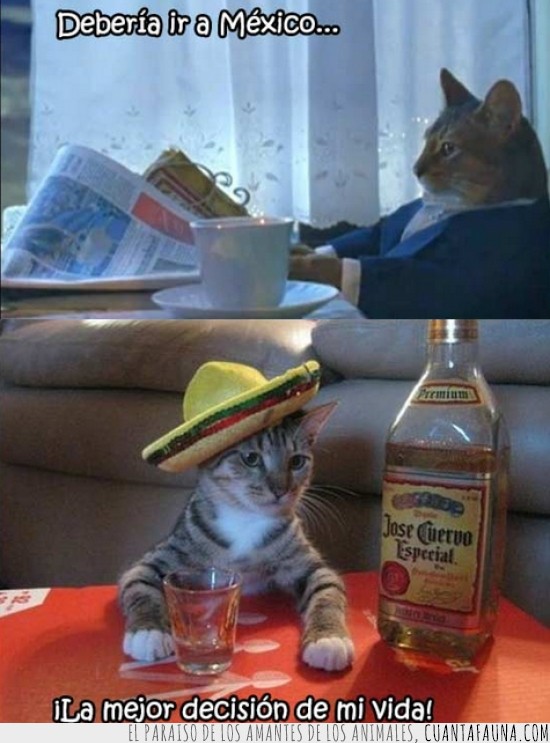 gato,Mexico,sombrero,tequila