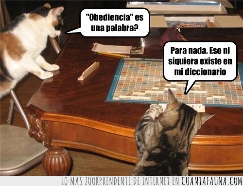 scrabble,obediencia,desconocida,palabra