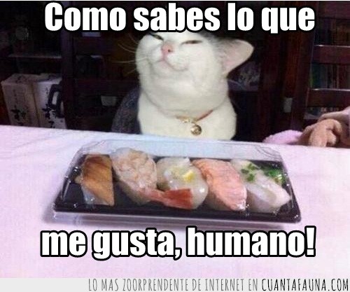 humano,comida,sonrisa,gato,sushi,comer