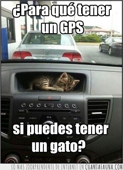coche,gato,GPS,dentro,cachorro,metido