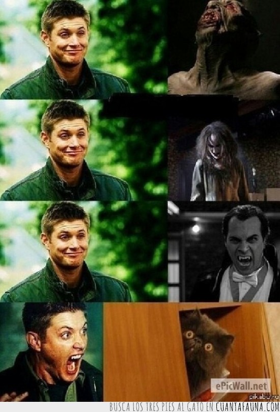 gato,Dean,Sobrenatural,fantasmas,miedo