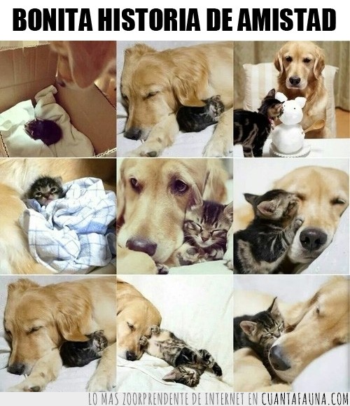 gatito,perro,amigos,tierno,amistad