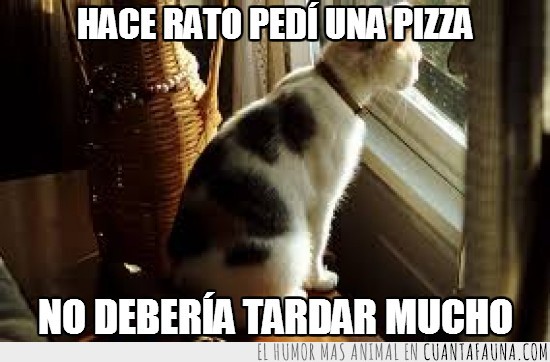 gato,pizza,rato,tardar,esperar,ventana