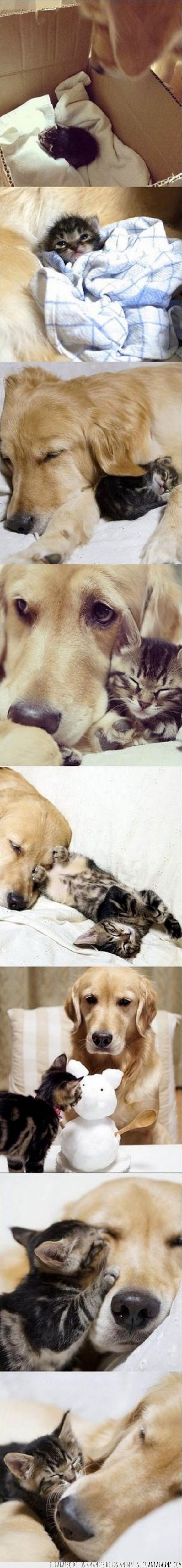 perro,gato,golden retriever,adoptar,hijo,amor,gatito,cachorro,madre