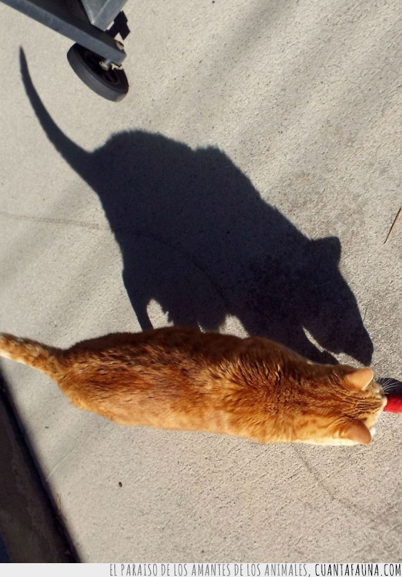 Punto de partida desencadenar En Cuánta Fauna > Es irónico que la sombra de este gato sea así... - Pero en  el fondo, quería ser una rata