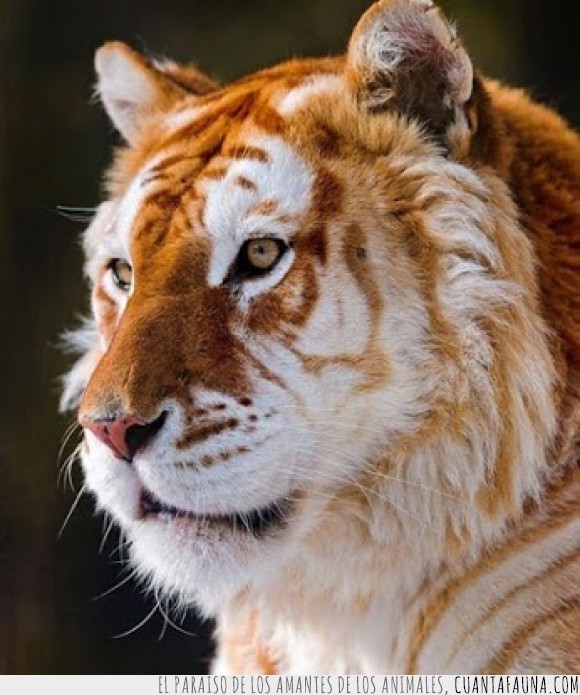 raro,dorado,majestuoso,wow,tigre,color