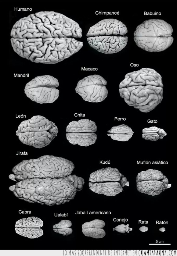 cerebro,humano,jirafa,ratón,cabra