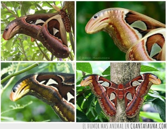 16371 - ATTACUS ATLAS - Mariposa que simula sus alas a una serpiente para ahuyentar depredadores