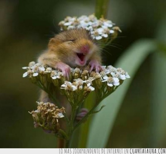 hamster,raton,animal,flor,feliz,planta,roedor,contento