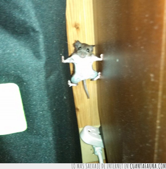 16618 - Y CUANDO MENOS TE LO ESPERAS - Te encuentras un ratón en Modo Misión Imposible