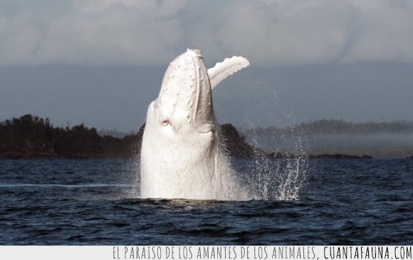 ballena,albina,rareza,mar,océano,gigante,blanca