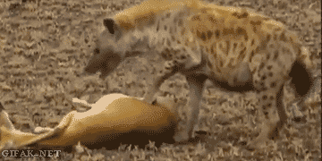 hiena,gacela,compartir,cazada,guepardo,escapar,huir