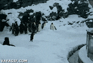 pinguino,alegría,hielo,frío,felicidad,saltar,cría