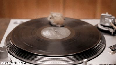 hamster,rattitas,disco,plato,DJ,dar vueltas