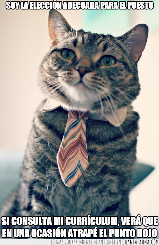 curriculum vitae,gato,corbata,punto rojo