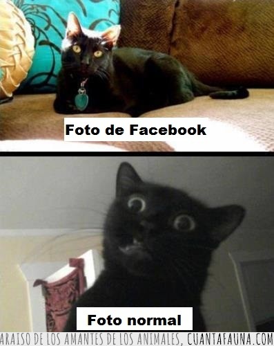 Facebook,real,foto,gato,normal