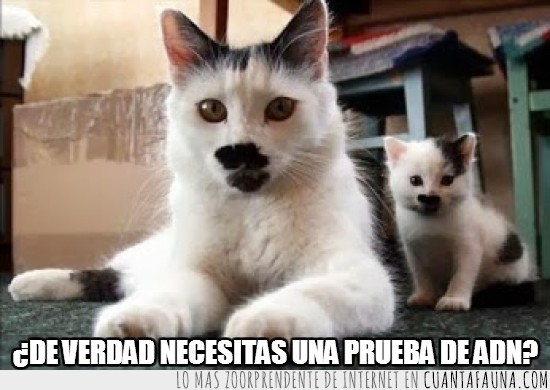 bigote,pelo,gatitos,padre,refrán,heredar,hijo