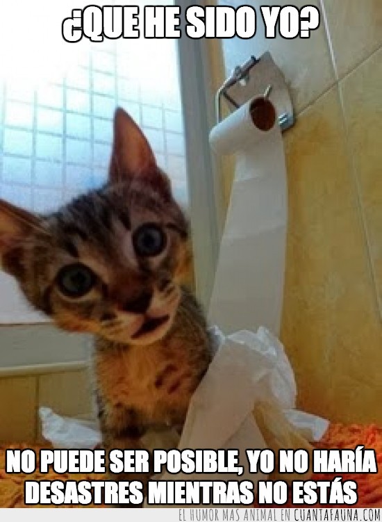 gatito,papel de baño,desastre,papel,wc,humana
