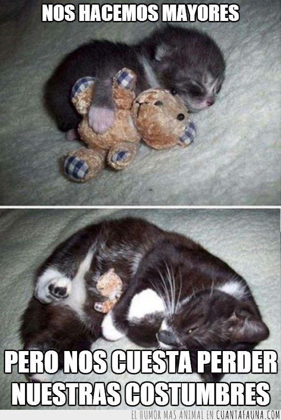peluche,oso,muñeco,dormir,gato