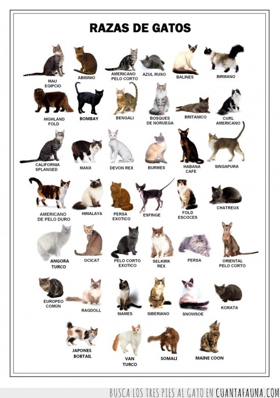 raza,gato,cuadro,diagrama,clasificación,razas