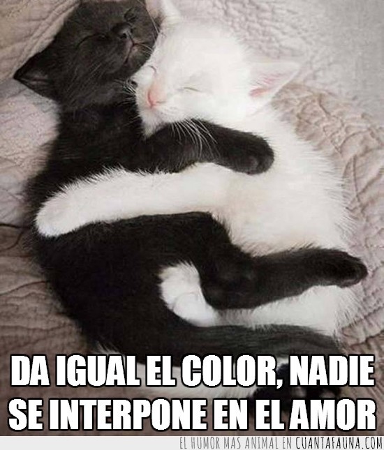 Blanco,Negro,Gato,Abrazo,Diferente,Pelaje,Color
