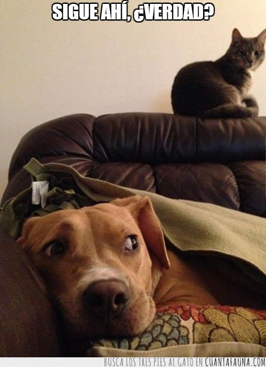 gato,perro,sofá,mirar,observar
