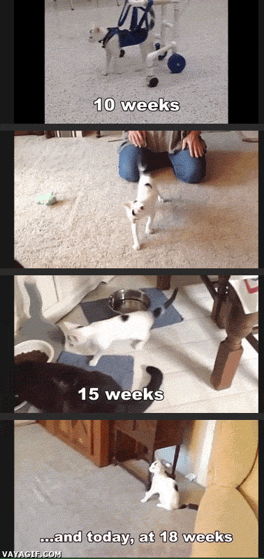 gatito,gato,paralítico,silla de ruedas,tierno