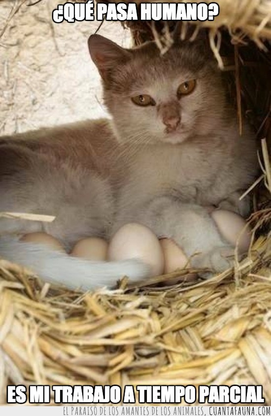 gato,huevos,incubadora,trabajo,medio tiempo