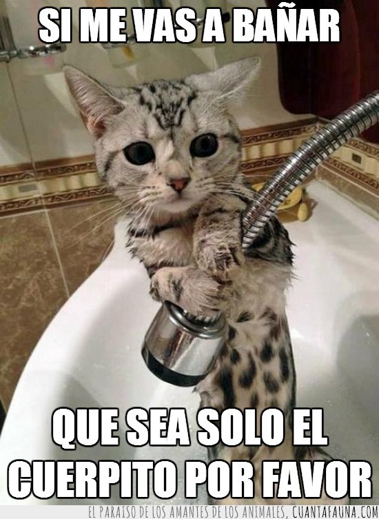 Cat,Minino,Baño,Por favor