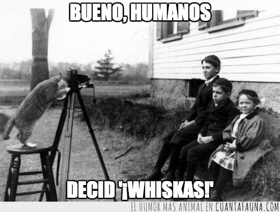 foto,recuerdo,gato,fotógrafo,humanos,whiskas,cámara
