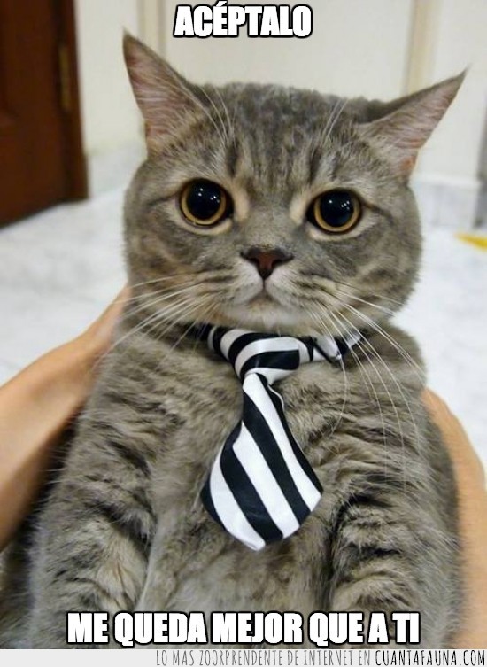 ojos,bonito,corbata,suit up!,Catney Stinson,gato
