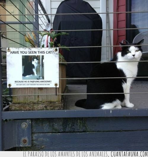 se busca,gato,blanco y negro,miau,cartel