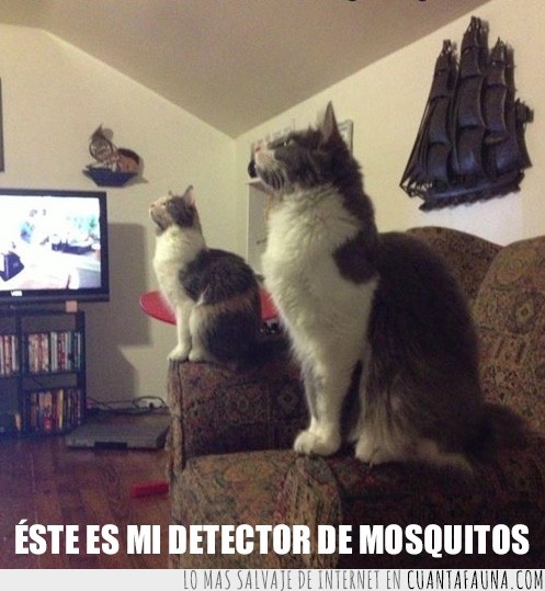 gatos,alerta,detectar,mosquitos,en guardia