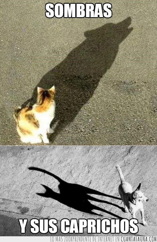 Gato,perro,sombras,caprichos,curiosos