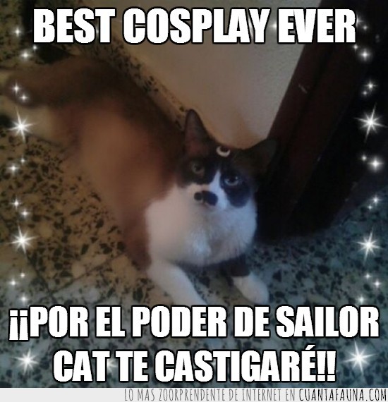 Gato,Cosplay,Anime,Manga,Sailor Moon