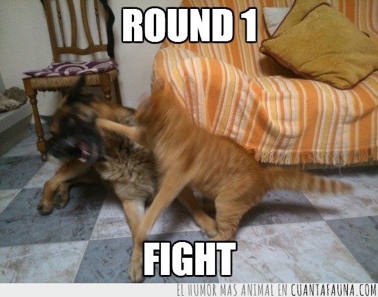mascotas,perro,gato,pelea,fight,round 1