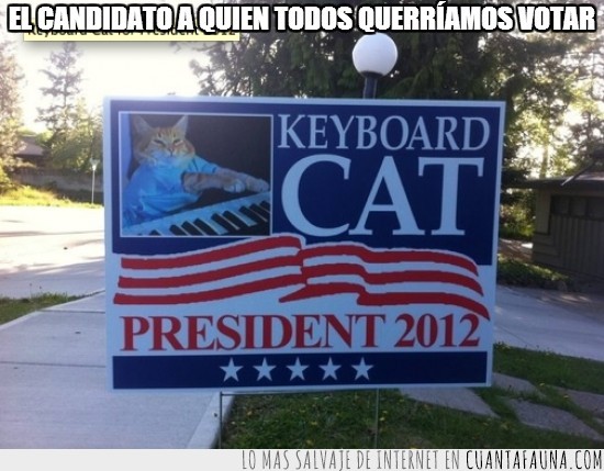 gato,votación candidato,Keyboard Cat,cartel