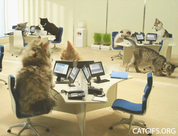 gatitos,gato,oficina,tierno,trabajo