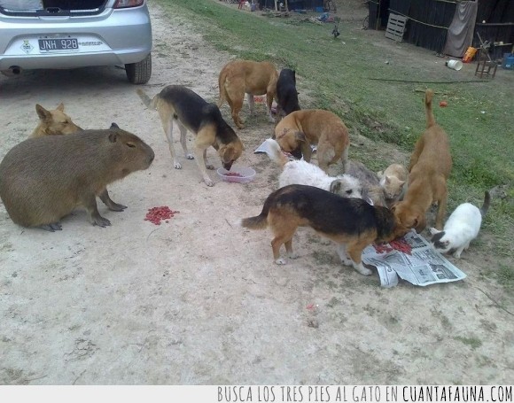 gigante,capibara,perros,gatos ninja,roedor,grande,gato,grupo,disumular