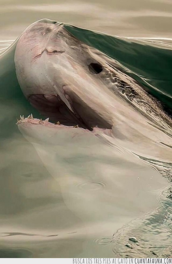 17096 - Y ÉSTE, AMIGOS - Es un tiburón rompiendo la barrera del agua