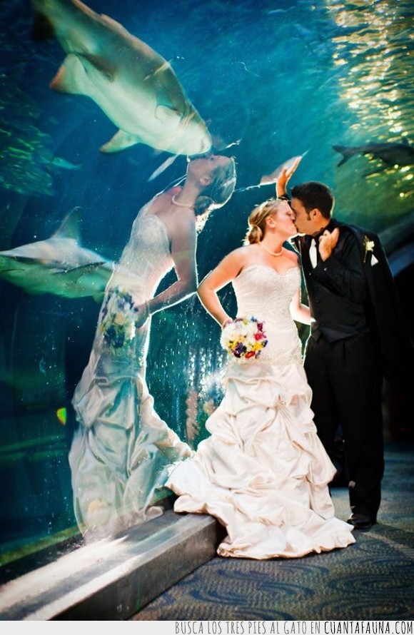 tiburón,el presupuesto para la boda era muy bajo,boda,acuario,reflejo,esposos